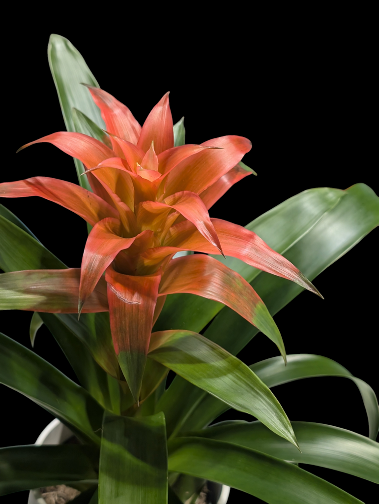 Tropical Bromeliad Plant